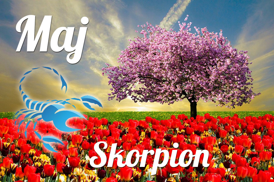 Skorpion horoskop Maj