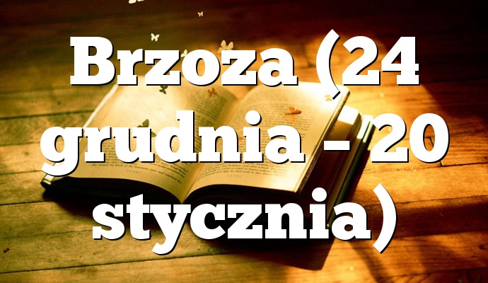 Brzoza (24 grudnia – 20 stycznia)
