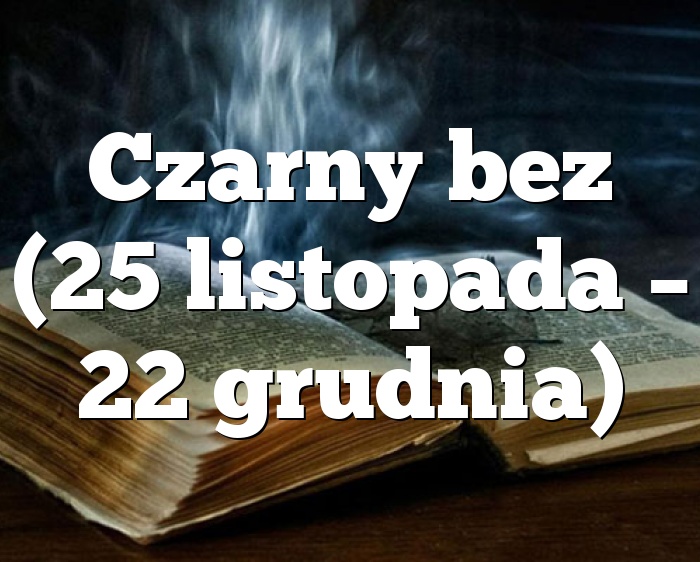 Czarny bez (25 listopada – 22 grudnia)