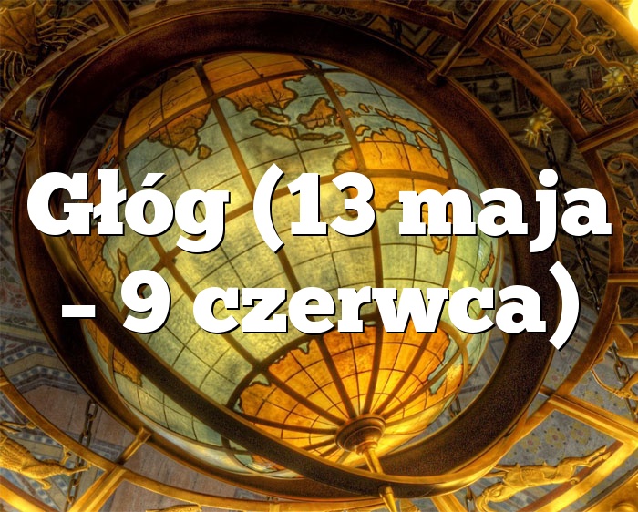 Głóg (13 maja – 9 czerwca)