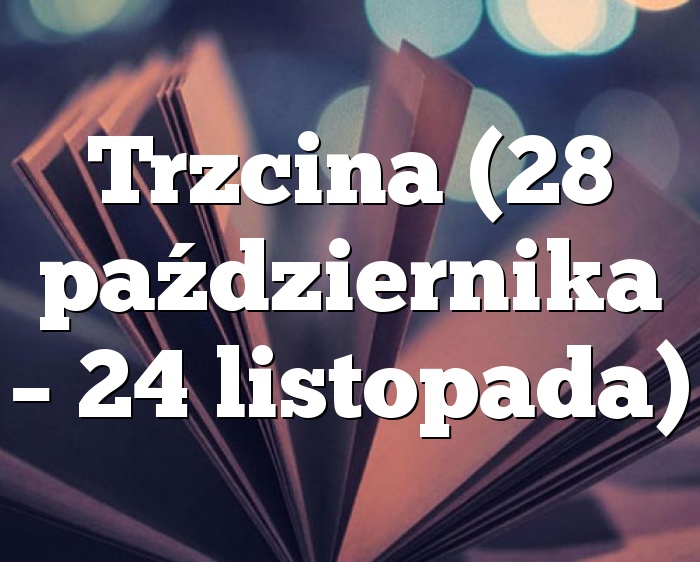 Trzcina (28 października – 24 listopada)